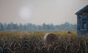 Winter Warmth VI, 24 x 12,  $650 CAN