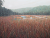 Winter Warmth VI, 24 x 12,  $650 CAN